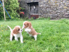 Photo №2 to announcement № 117644 for the sale of non-pedigree dogs - buy in Germany private announcement