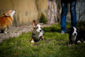 Photo №3. welsh corgi cardigan. Russian Federation