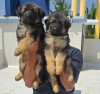 Photo №1. german shepherd - for sale in the city of Калифорния Сити | 540$ | Announcement № 77795