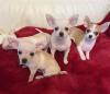 Photo №1. chihuahua - for sale in the city of Strasbourg | negotiated | Announcement № 36298