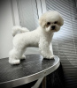 Photo №2 to announcement № 111813 for the sale of bichon frise - buy in Serbia breeder