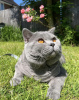 Photo №1. british shorthair - for sale in the city of Munich | 400$ | Announcement № 103836