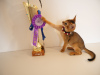 Photo №2 to announcement № 122190 for the sale of abyssinian cat - buy in Latvia from nursery