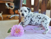 Photo №1. dalmatian dog - for sale in the city of London | 423$ | Announcement № 56564