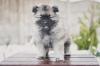 Photo №3. Keeshond puppy from Champion parents. Belarus