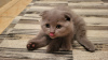 Additional photos: Scottish fold kitten