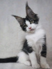 Photo №2 to announcement № 118120 for the sale of maine coon - buy in United States private announcement