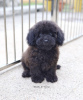 Photo №1. poodle (royal) - for sale in the city of Zwickau | 586$ | Announcement № 99583