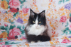 Photo №1. maine coon - for sale in the city of Ryazan | 333$ | Announcement № 7057