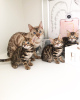 Photo №3. Home trained Kittens available ( Bengal). Norway
