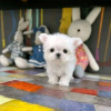 Photo №1. maltese dog - for sale in the city of Helsinki | 370$ | Announcement № 116769