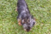 Photo №1. skye terrier - for sale in the city of Berlin | Is free | Announcement № 127103