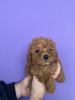 Additional photos: toy poodle