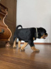 Additional photos: Purebred Rottweiler puppies