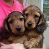 Photo №2 to announcement № 51937 for the sale of dachshund - buy in Australia breeder