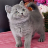 Photo №2 to announcement № 106483 for the sale of british shorthair - buy in Czech Republic 