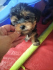 Photo №4. I will sell yorkshire terrier in the city of Штутгарт. private announcement - price - 260$