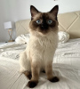 Photo №2 to announcement № 109694 for the sale of siamese cat - buy in Germany private announcement, breeder