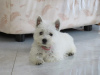 Photo №2 to announcement № 84888 for the sale of west highland white terrier - buy in Serbia breeder