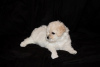 Additional photos: Bichon Frize puppies for sale