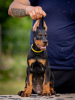 Photo №2 to announcement № 106872 for the sale of dobermann - buy in Serbia breeder