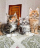 Photo №2 to announcement № 114599 for the sale of maine coon - buy in Germany private announcement, breeder