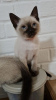 Photo №1. siamese cat - for sale in the city of Vienna | 317$ | Announcement № 88507