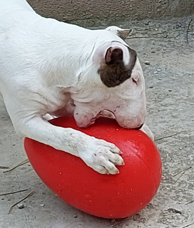 Photo №3. Bull Terrier Standard. Russian Federation