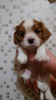 Photo №1. cavalier king charles spaniel - for sale in the city of Tallinn | 528$ | Announcement № 85894