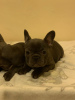 Additional photos: Lovely French Bulldog puppies available for Adoption