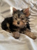 Photo №2 to announcement № 81467 for the sale of yorkshire terrier - buy in United States private announcement