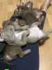 Additional photos: Pocket bully puppies males and females free to ask