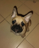 Additional photos: French Bulldog