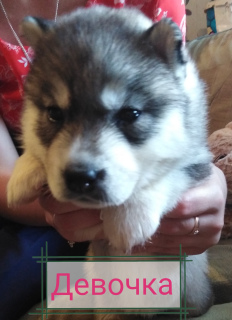 Photo №4. I will sell siberian husky in the city of Svetlogorsk. private announcement - price - 124$