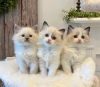 Photo №1. ragdoll - for sale in the city of Robbinsville Township | 275$ | Announcement № 108610