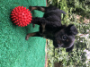 Additional photos: Russian toy puppies mini