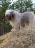 Photo №2 to announcement № 10179 for the sale of south russian sheepdog - buy in Latvia breeder