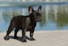 Photo №2 to announcement № 71851 for the sale of french bulldog - buy in Ukraine private announcement, from nursery, breeder