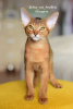 Photo №2 to announcement № 66762 for the sale of abyssinian cat - buy in Belarus private announcement, from nursery, breeder