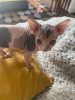 Photo №1. sphynx cat - for sale in the city of Якутск | 609$ | Announcement № 10769