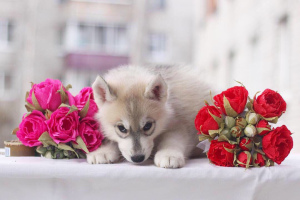 Photo №1. siberian husky - for sale in the city of Petrozavodsk | 565$ | Announcement № 1579