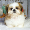 Photo №1. shih tzu - for sale in the city of Berchtesgaden | negotiated | Announcement № 99459