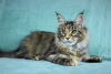 Photo №2 to announcement № 14217 for the sale of maine coon - buy in Russian Federation from nursery