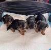 Photo №3. Lovely Yorkshire Terrier puppies available now for loving homes. United States