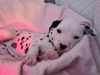 Photo №3. Beautiful Dalmatian puppies ready. Germany