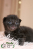 Photo №4. I will sell maine coon in the city of St. Petersburg. private announcement, from nursery, breeder - price - 675$
