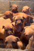 Additional photos: American Pit Bull Terrier puppies