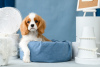 Photo №2 to announcement № 66105 for the sale of cavalier king charles spaniel - buy in Russian Federation from nursery