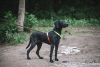 Photo №3. Beauty Laura in good hands, half-breed pointer as a gift. Russian Federation