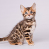 Photo №2 to announcement № 120773 for the sale of bengal cat - buy in Germany 